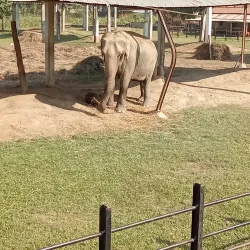 Koshi Tappu Wildlife Reserve (nearby) - Siraha