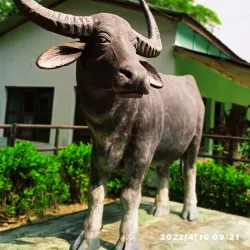 Koshi Tappu Wildlife Reserve (nearby) - Siraha