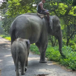 Koshi Tappu Wildlife Reserve (nearby) - Siraha