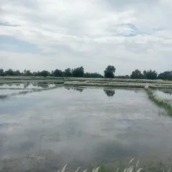 Siraha Cultural Festival - Siraha