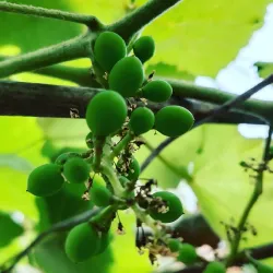 Siraha Cultural Festival - Siraha