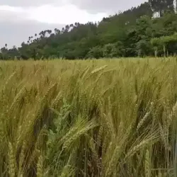 Siraha Cultural Festival - Siraha