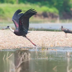 Babai River - Tulsipur