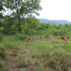 Community Forests - Tulsipur