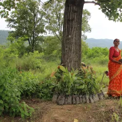 Community Forests - Tulsipur