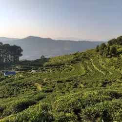 Local Tea Gardens - Waling