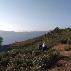 Local Tea Gardens - Waling