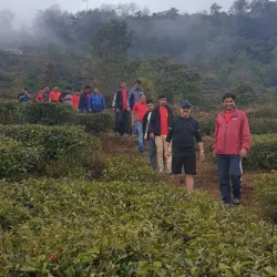 Local Tea Gardens - Waling