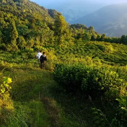 Local Tea Gardens - Waling