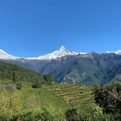 Local Tea Gardens - Waling