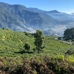 Local Tea Gardens - Waling