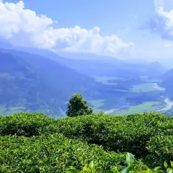Local Tea Gardens - Waling