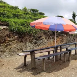 Local Tea Gardens - Waling