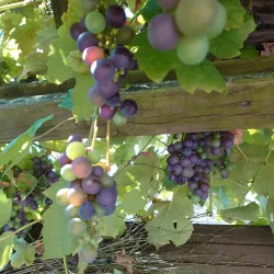 De Schelfhorst - Almelo