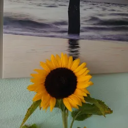 De Schelfhorst - Almelo