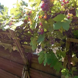 De Schelfhorst - Almelo