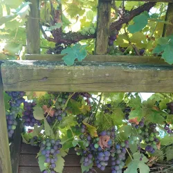 De Schelfhorst - Almelo