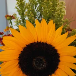 De Schelfhorst - Almelo