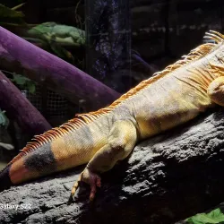 Almere Jungle - Almere