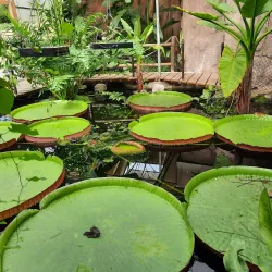 Almere Jungle - Almere