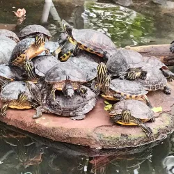 Almere Jungle - Almere