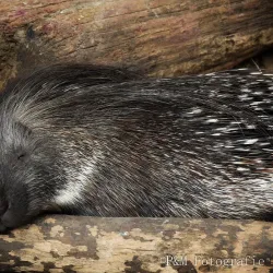 Almere Jungle - Almere