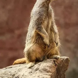 Almere Jungle - Almere