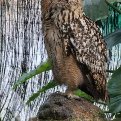 Almere Jungle - Almere