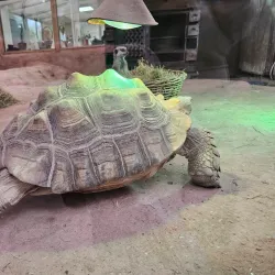 Almere Jungle - Almere