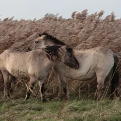 Oostvaardersplassen Nature Reserve - Almere