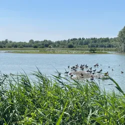 Oostvaardersplassen Nature Reserve - Almere