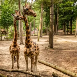 Amersfoort Zoo (DierenPark Amersfoort) - Amersfoort