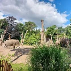 Amersfoort Zoo (DierenPark Amersfoort) - Amersfoort
