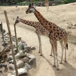 Amersfoort Zoo (DierenPark Amersfoort) - Amersfoort