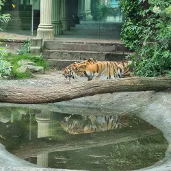 Amersfoort Zoo (DierenPark Amersfoort) - Amersfoort