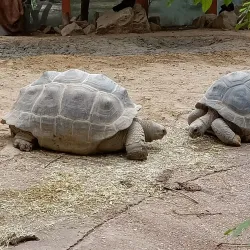 Amersfoort Zoo (DierenPark Amersfoort) - Amersfoort