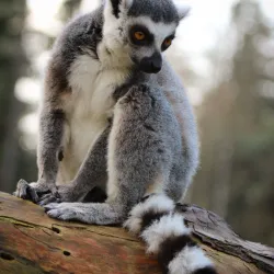 Amersfoort Zoo (DierenPark Amersfoort) - Amersfoort