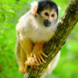 Apenheul Primate Park - Apeldoorn