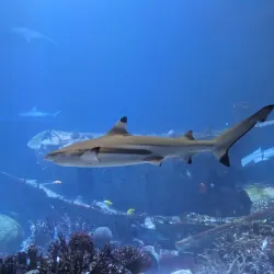 Burgers' Zoo - Arnhem