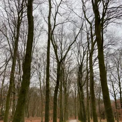 Baarnse Bos - Baarn