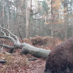 Landgoed Groeneveld - Baarn