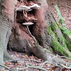 Landgoed Groeneveld - Baarn