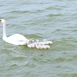 Binnenschelde - Bergen op Zoom