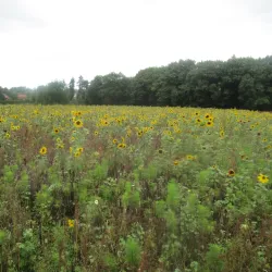 Blaricum Windmill - Blaricum