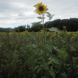 Blaricum Windmill - Blaricum