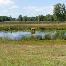 Blaricum Windmill - Blaricum