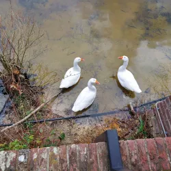 Blaricum Windmill - Blaricum