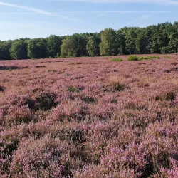 Blaricumse Heide - Blaricum