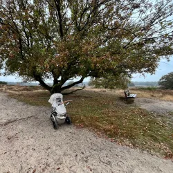 Blaricumse Heide - Blaricum