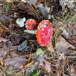 Blaricumse Heide - Blaricum